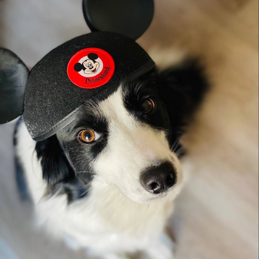 Meet your Posher, Alexa